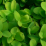 Buxus sempervirens 'Truetree'.png